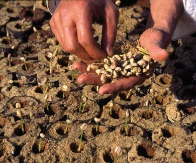 Cafe tem benefícios com probioticos (Foto: Rui Faquini/Embrapa)