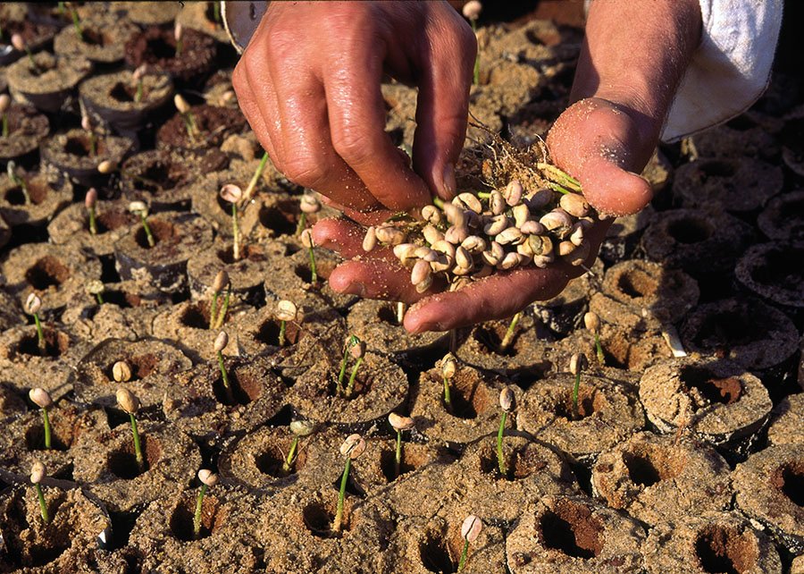 Cafe tem benefícios com probioticos (Foto: Rui Faquini/Embrapa)