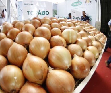 Preço da cebola também está devido ao fim da colheita (Foto: Acervo Fenacampo)