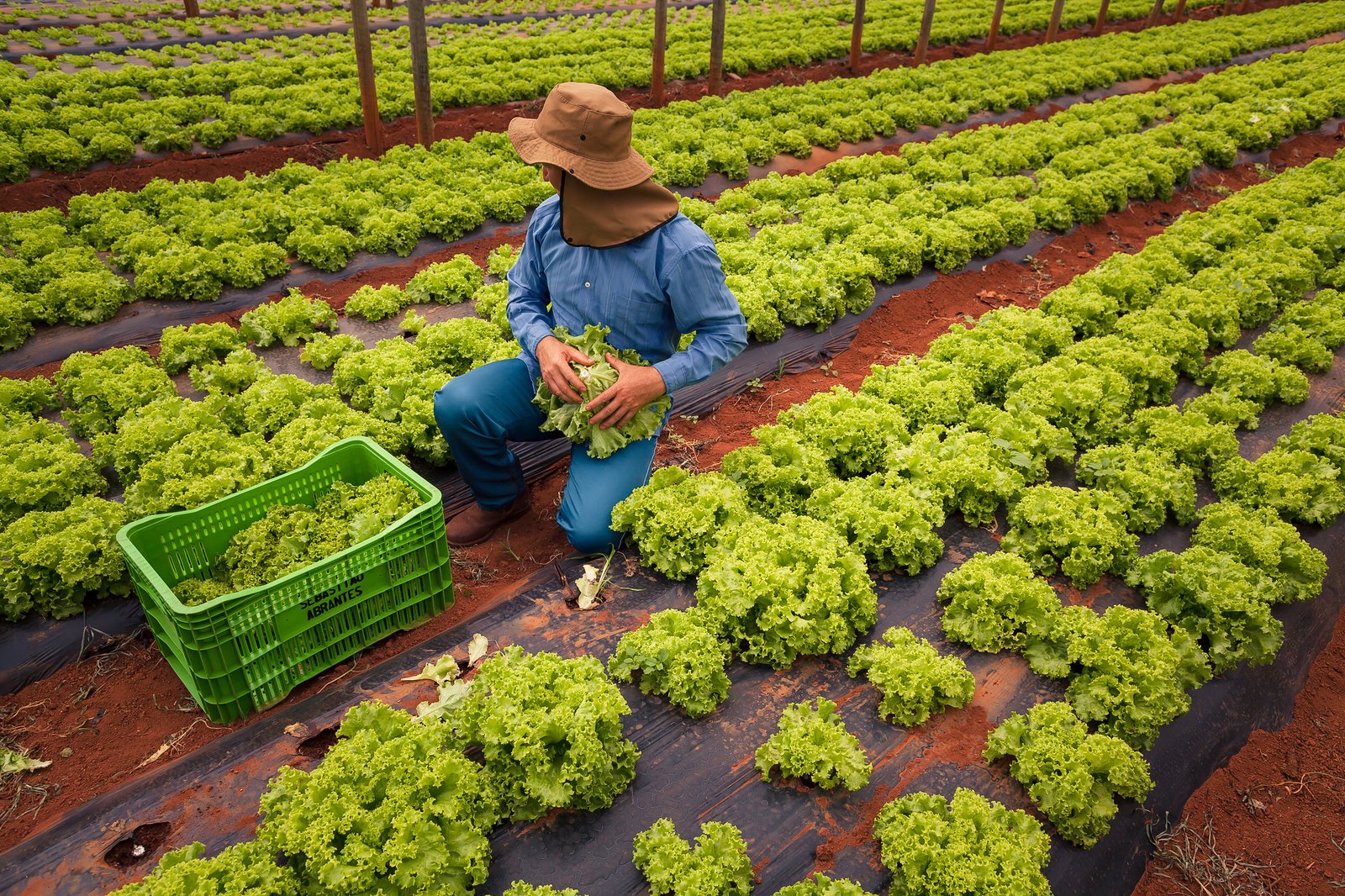 Do Rural à Mesa, 2019 (Crédito Wenderson Araujo/Trilux/CNA)