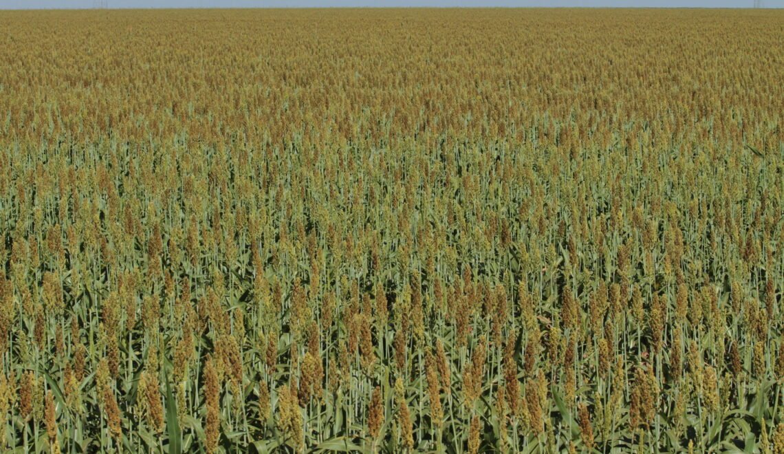 Sorgo na Fazenda Entre Rios, no PAD-DF (Crédito: Wenderson Araujo/CNA)