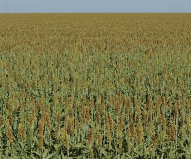 Sorgo na Fazenda Entre Rios, no PAD-DF (Crédito: Wenderson Araujo/CNA)