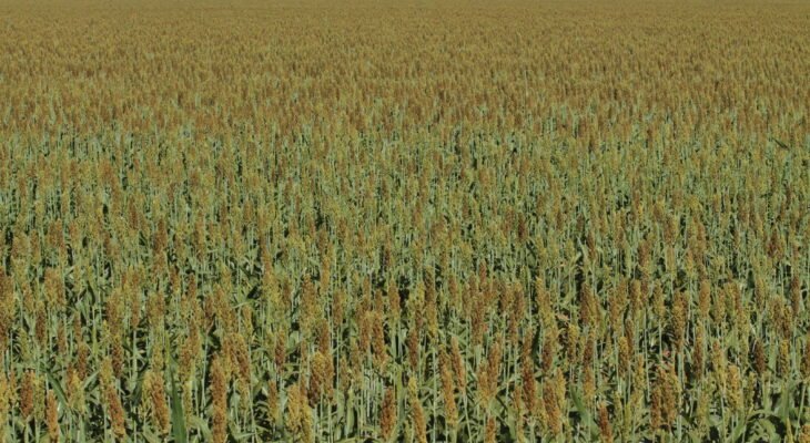 Sorgo na Fazenda Entre Rios, no PAD-DF (Crédito: Wenderson Araujo/CNA)