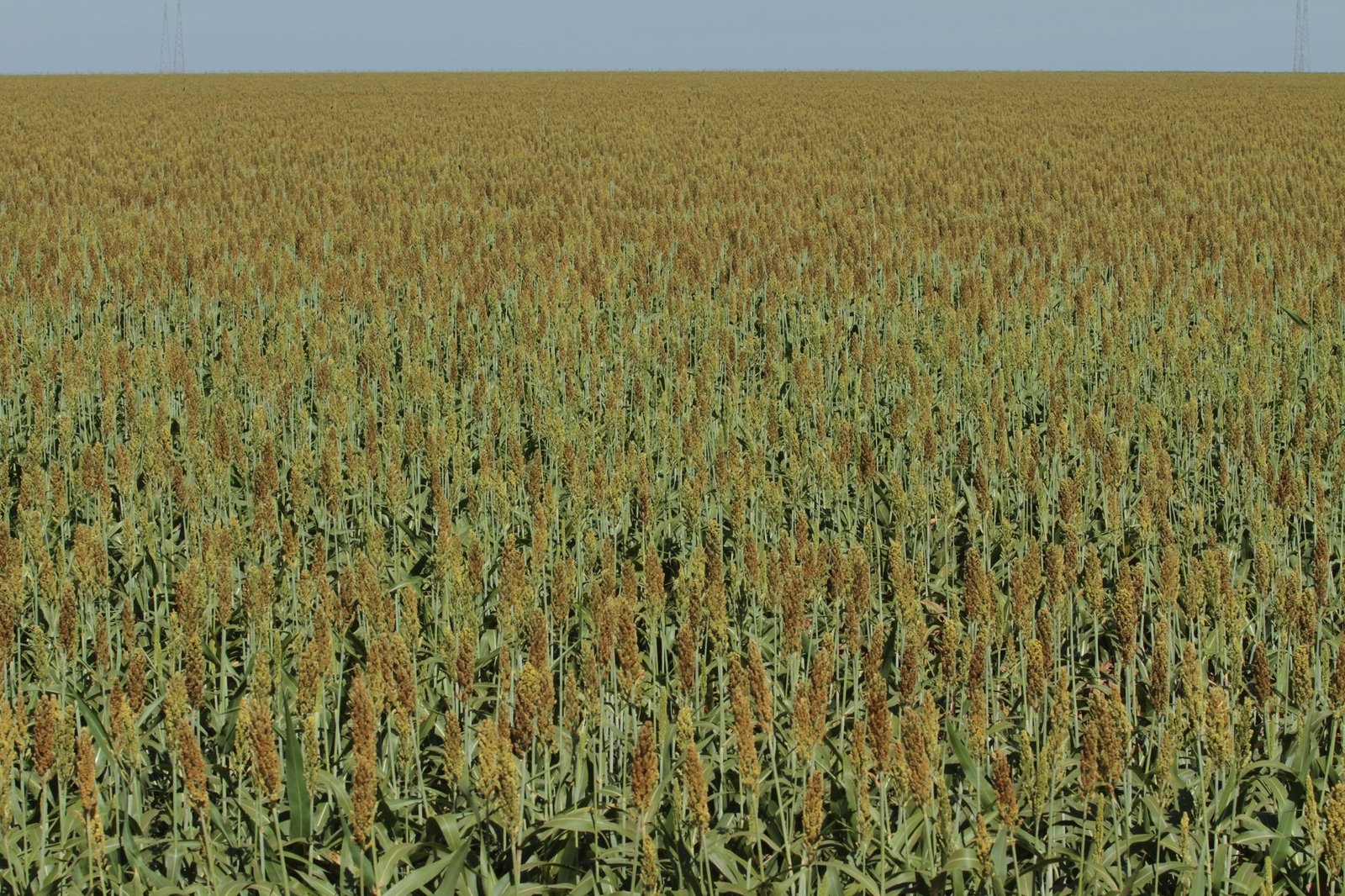 Sorgo na Fazenda Entre Rios, no PAD-DF (Crédito: Wenderson Araujo/CNA)