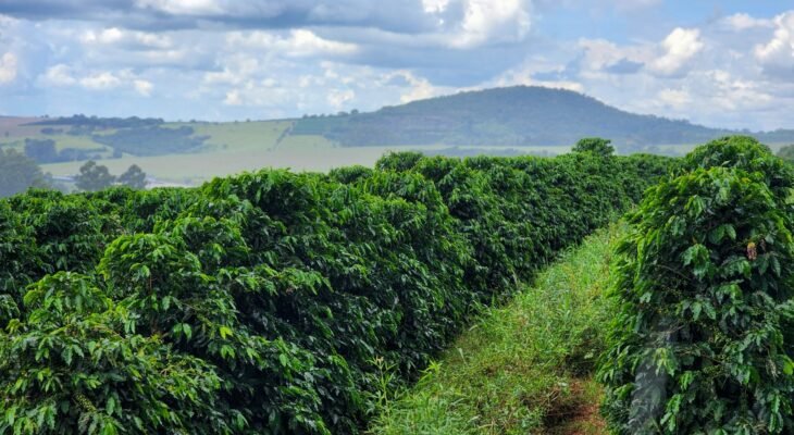 Café impulsionou o crescimento junto com proteínas e setor sucroalcooleiro (Crédito: Diego Vargas/SEAPA)