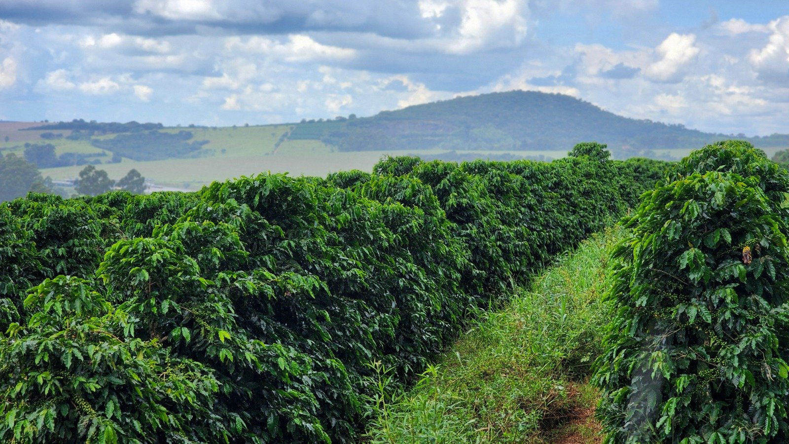 Café impulsionou o crescimento junto com proteínas e setor sucroalcooleiro (Crédito: Diego Vargas/SEAPA)