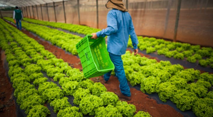 Participantes irão percorrer seis estações de campo com temas voltados à produção de hortaliças (Foto: Wenderson Araujo/Trilux/CNA)