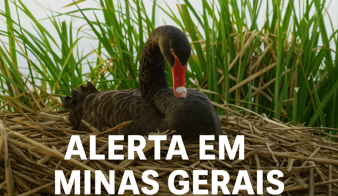 identificaram a Infecção atinge dois gansos e um cisne negro silvestre