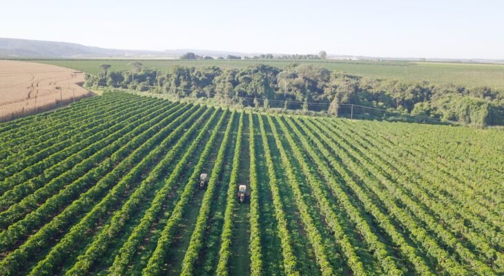 Fazenda Agro Beloni, um dos cooperados Expocacer (Foto: Expocacer)