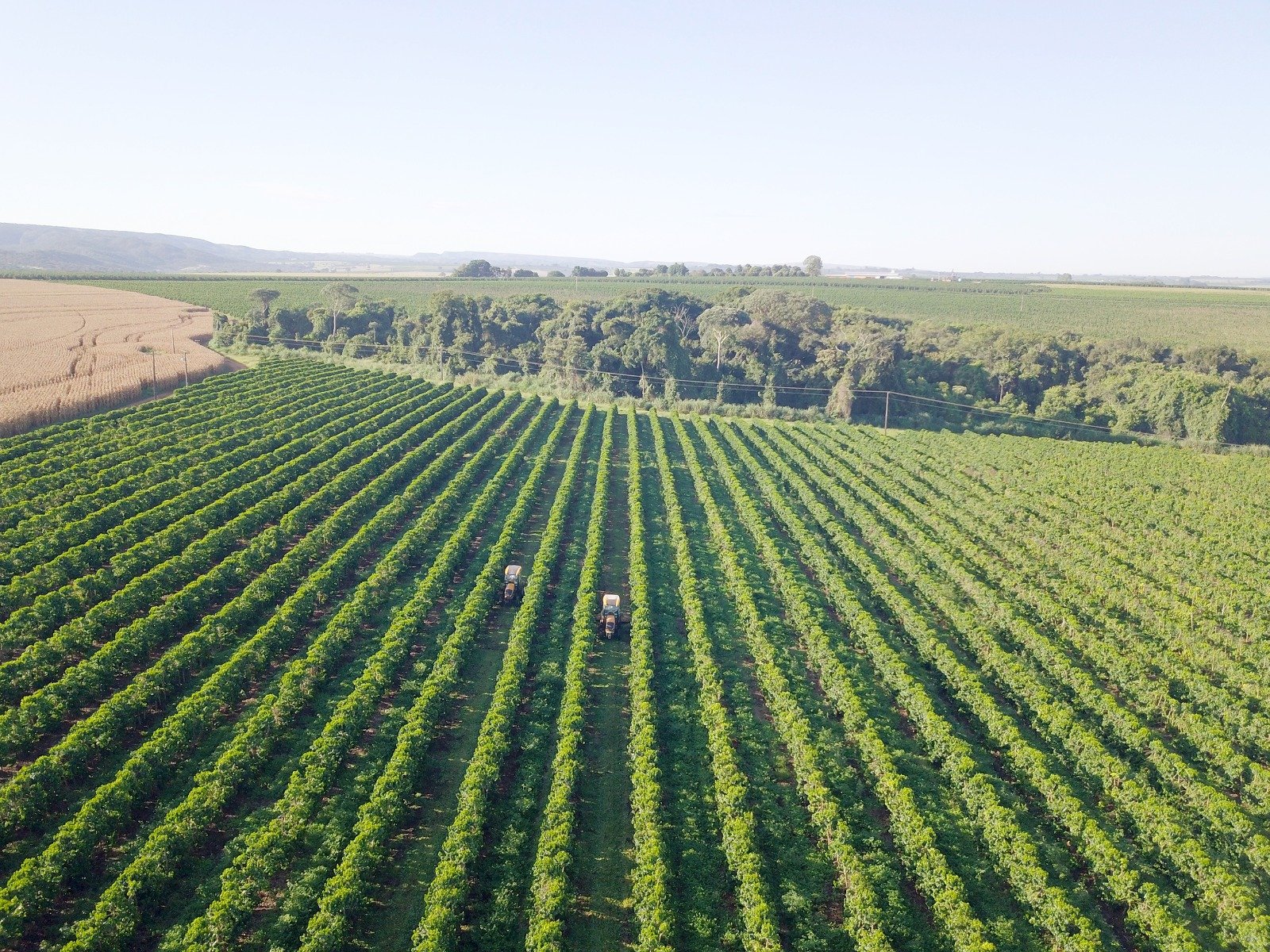 Fazenda Agro Beloni, um dos cooperados Expocacer (Foto: Expocacer)