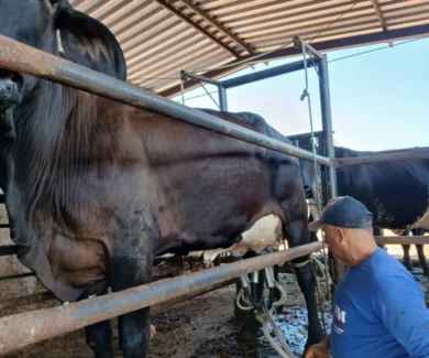 Produtor Divaldo Fernandes, proprietário da Fazenda Dourados (Foto de acervo pessoal)