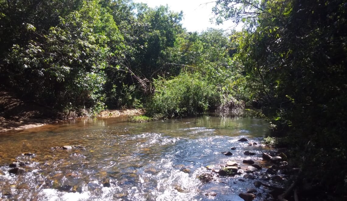 CCA leva à COP30 ações estruturantes do Cerrado Mineiro para regeneração e segurança hídrica (Crédito: CCA)