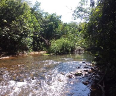 CCA leva à COP30 ações estruturantes do Cerrado Mineiro para regeneração e segurança hídrica (Crédito: CCA)
