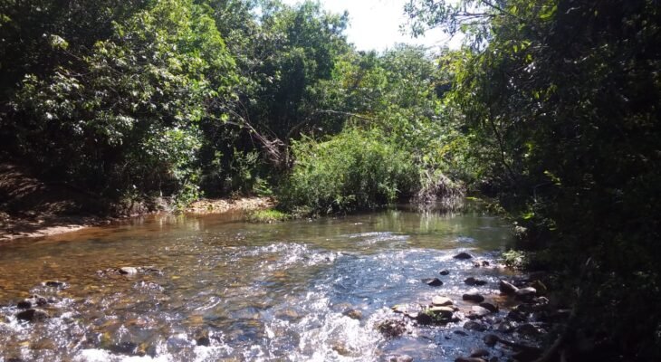 CCA leva à COP30 ações estruturantes do Cerrado Mineiro para regeneração e segurança hídrica (Crédito: CCA)