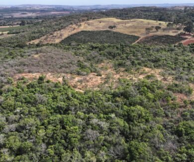 Restauração ecológica no Cerrado Mineiro amplia conectividade da paisagem (Crédito: CCA)