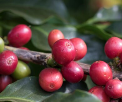 Café em Lavras/MG (Crédito: Tony Oliveira/CNA)
