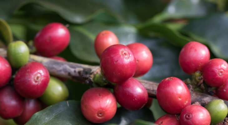 Café em Lavras/MG (Crédito: Tony Oliveira/CNA)