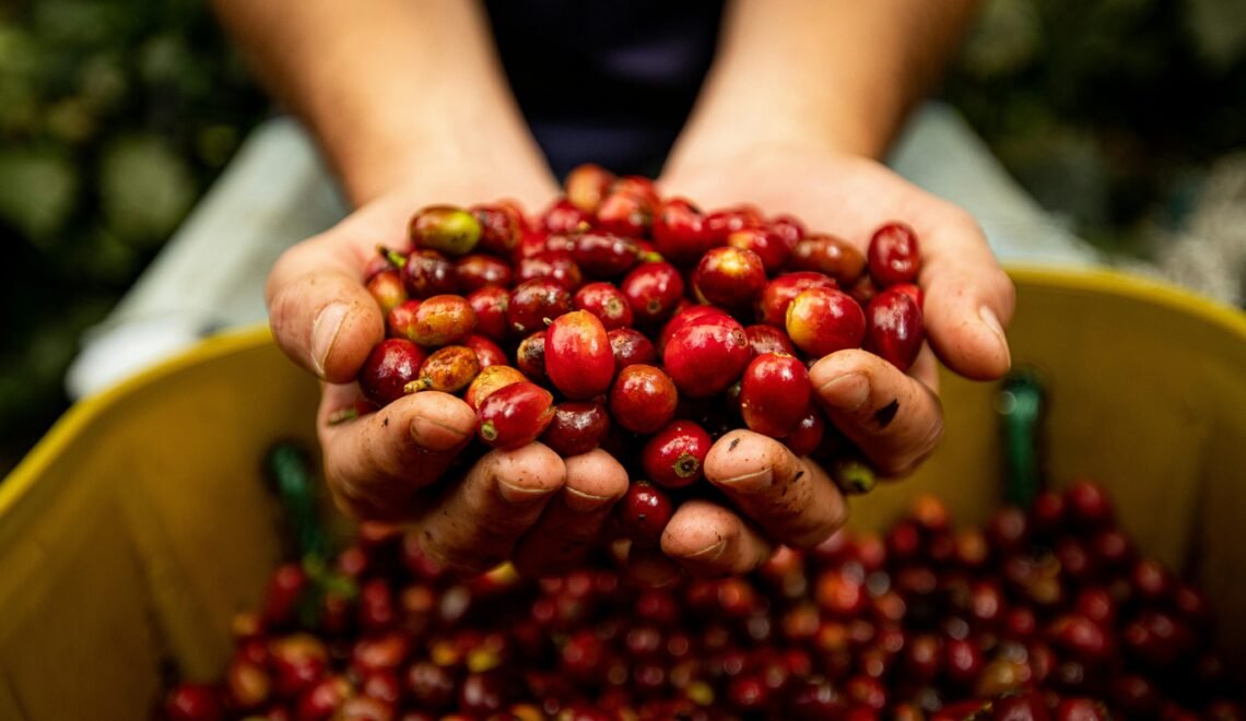 Crédito: Mateo Arteaga/Pexels