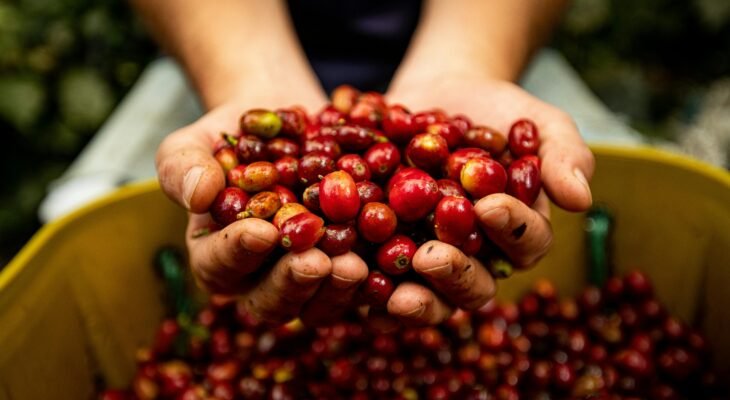 Crédito: Mateo Arteaga/Pexels