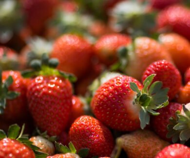 Brazlândia - DF. Morango. Fotos: Wenderson Araujo/CNA