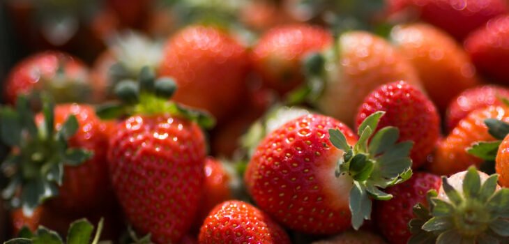 Brazlândia - DF. Morango. Fotos: Wenderson Araujo/CNA