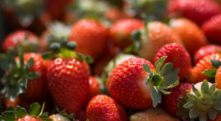 Brazlândia - DF. Morango. Fotos: Wenderson Araujo/CNA