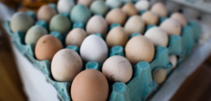 Imagem: Divulgação Sistema Faemg-Senar