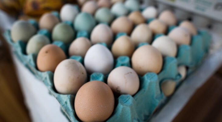 Imagem: Divulgação Sistema Faemg-Senar