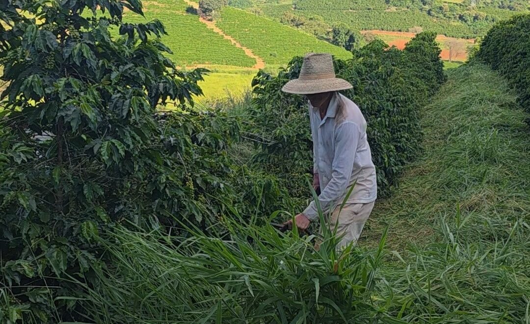 Foto: Produtor Mateus Domingueti, de Varginha, fazendo a roçada em sua propriedade. Divulgação Sistema Faemg Senar