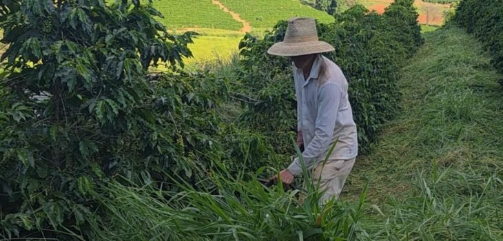 Foto: Produtor Mateus Domingueti, de Varginha, fazendo a roçada em sua propriedade. Divulgação Sistema Faemg Senar