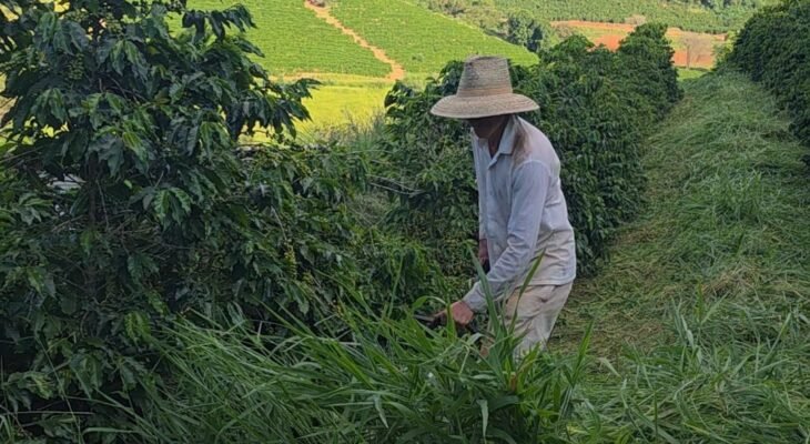 Foto: Produtor Mateus Domingueti, de Varginha, fazendo a roçada em sua propriedade. Divulgação Sistema Faemg Senar