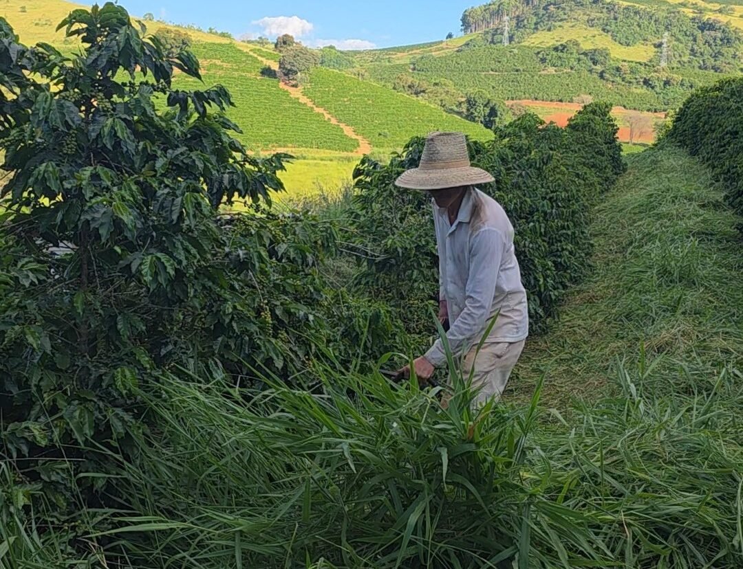 Foto: Produtor Mateus Domingueti, de Varginha, fazendo a roçada em sua propriedade. Divulgação Sistema Faemg Senar