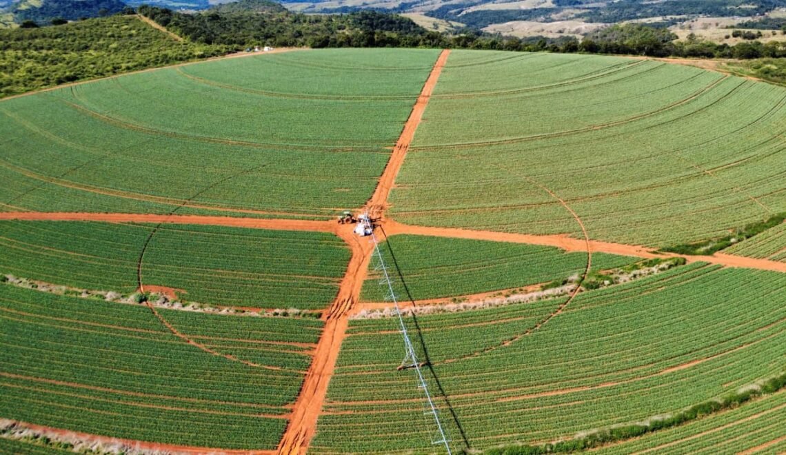 Área de plantio em São Gotardo, Minas Gerais (Crédito: Produtor Rural - Gustavo Felipe Guimarães