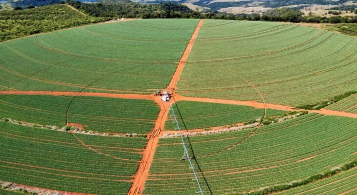 Área de plantio em São Gotardo, Minas Gerais (Crédito: Produtor Rural - Gustavo Felipe Guimarães